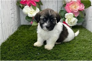Veronica - puppy for sale