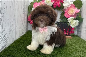 Christian - Havanese for sale