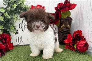 Jessica - Havanese for sale