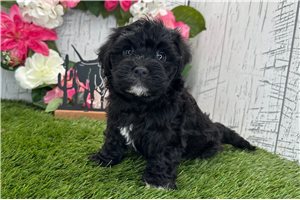 Hadley - Havanese for sale