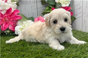 Zoey - Havanese for sale