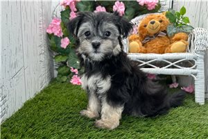 Abigail - Havanese for sale