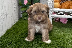 Alfred - Havanese for sale