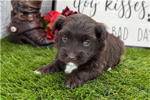 Grady - puppy for sale