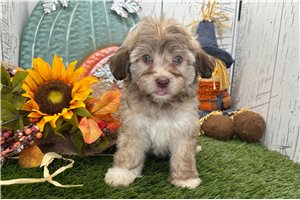 Allie - Havanese for sale