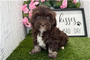 Dylan - puppy for sale