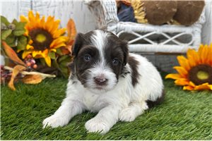 Bronx - Havanese for sale