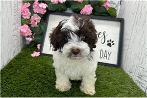 Caleb - Havanese for sale