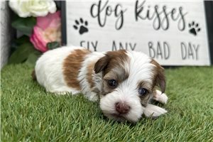 Opal - puppy for sale