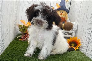 Tiffy - Havanese for sale