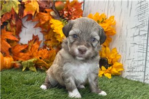 Allie - Havanese for sale
