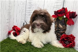 Karter - Havanese for sale