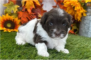 Atticus - puppy for sale