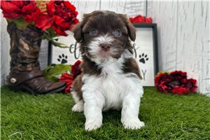 Donovan - Havanese for sale