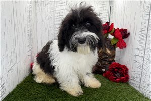 Draco - Havanese for sale