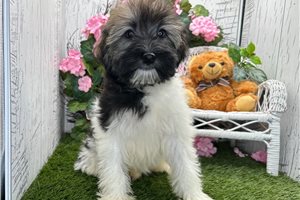 Saturn - Havanese for sale