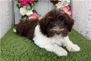 Karter - Havanese for sale