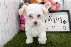 Zinnia - Havanese for sale
