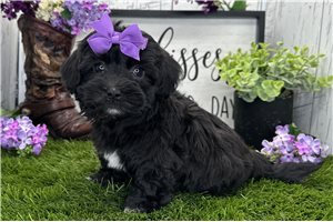 Dorothy - Havanese for sale