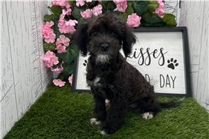 Nadia - Havanese for sale
