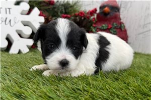 Liam - Havanese for sale