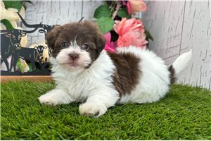 Joanna - Havanese for sale