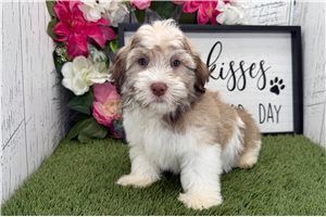 Cameron - Havanese for sale