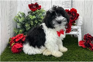Draco - Havanese for sale
