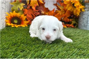 Bliss - puppy for sale