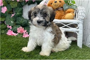Sandra - Havanese for sale