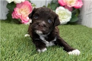 Jesper - Havanese for sale