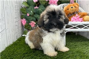 Sawyer - Havanese for sale