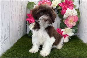 Donovan - Havanese for sale
