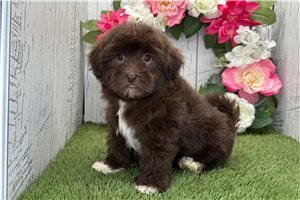 Kaylee - Havanese for sale