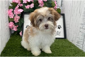 Pudding - Havanese for sale