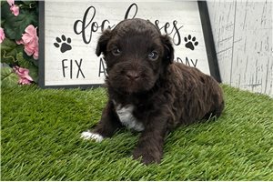 Rick - Havanese for sale