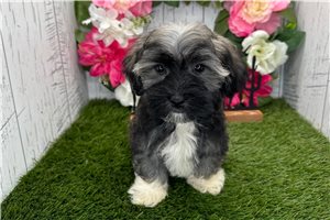 Sloane - Havanese for sale