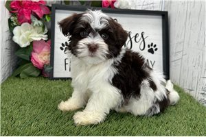 Camila - Havanese for sale