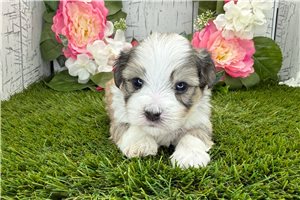 Kenneth - puppy for sale