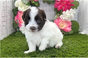 Killian - puppy for sale