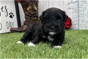 Nadia - Havanese for sale