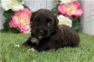 Jira - puppy for sale