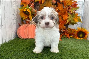 Ariana - Havanese for sale