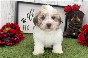 Lennox - Havanese for sale