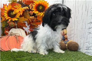 Connie - Havanese for sale