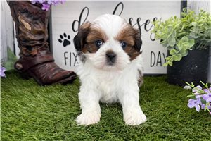 Gustavo - Shih Tzu for sale