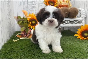 Rosalee - Havanese for sale