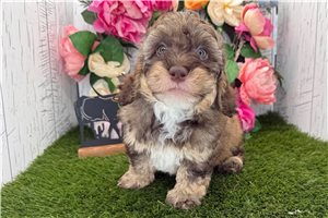 Henry - Havanese for sale