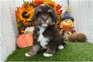 Silas - Havanese for sale