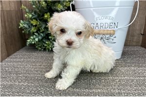 Bradley - puppy for sale
